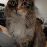 Photo de chat perdu à Henin Beaumont