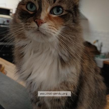 Photo 1/1 Minette Judy Chat perdu à Henin beaumont