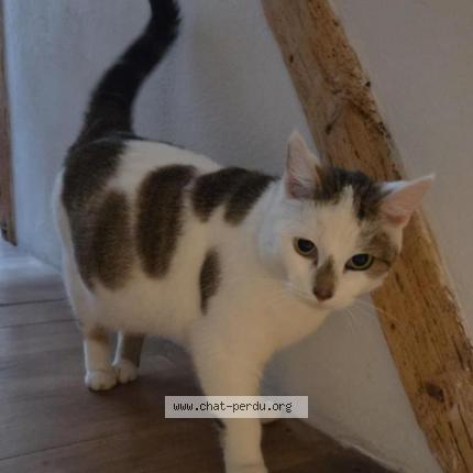 Photo 1/2 Chat trouvé Trouvé à Dun