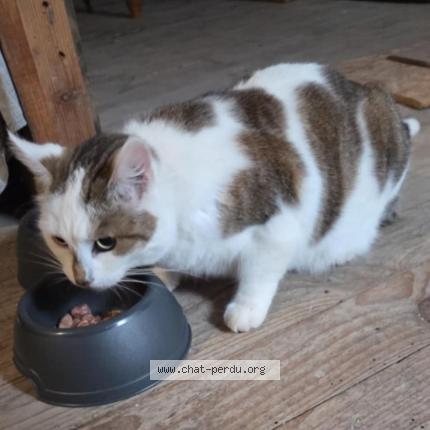 Photo 2/2 Chat trouvé Trouvé à Dun