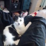 Photo de chat perdu à Lamballe