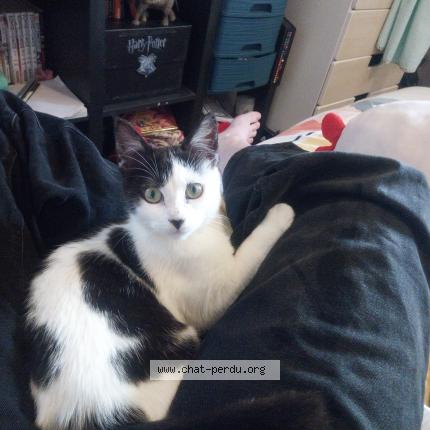 Photo 1/1 Bolognaise Chat perdu à Lamballe