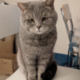 Photo de chat perdu à Tassin