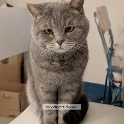 Photo 1/1 L&eacute;on Chat perdu à Tassin