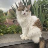 Photo de chat perdu à Obernai