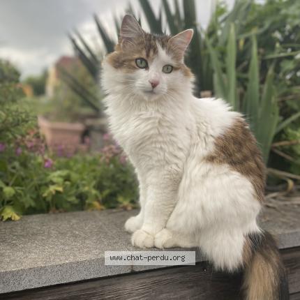 Photo 1/1 Plume Chat perdu à Obernai