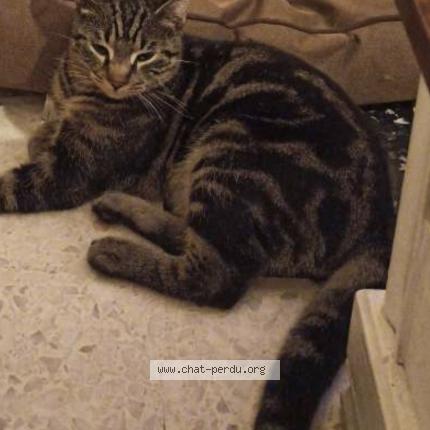 Photo 1/1 Tigrou Chat perdu à Bollene