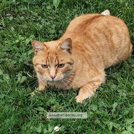 Photo 1/1 Chat trouvé Trouvé à Montauban