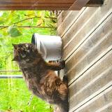 Photo de chat trouvé à Nantes