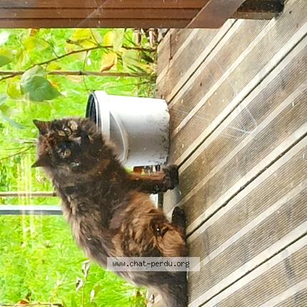 Photo 1/1 Chat trouvé Trouvé à Nantes