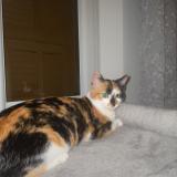 Photo de chat perdu à Nice