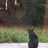 Photo de chat perdu à Le Perreux Sur Marne