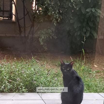 Photo 1/1 Zorro Chat perdu à Le perreux sur marne
