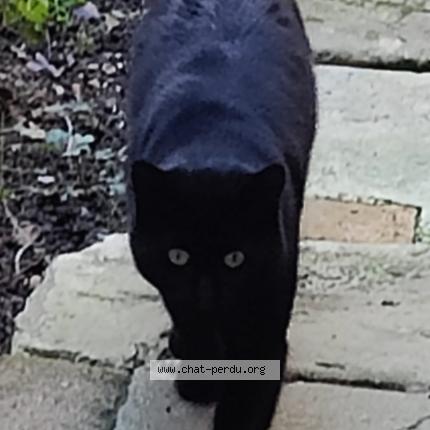 Photo 1/1 Chat trouvé Trouvé à Chateau renault