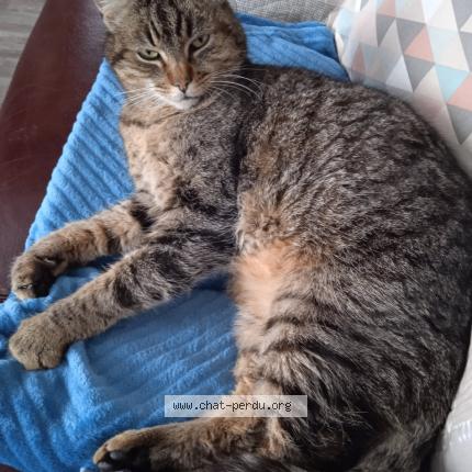Photo 1/1 Tigrou Chat perdu à Chantepie