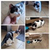 Photo de chat trouvé à Gouffern En Auge Chambois
