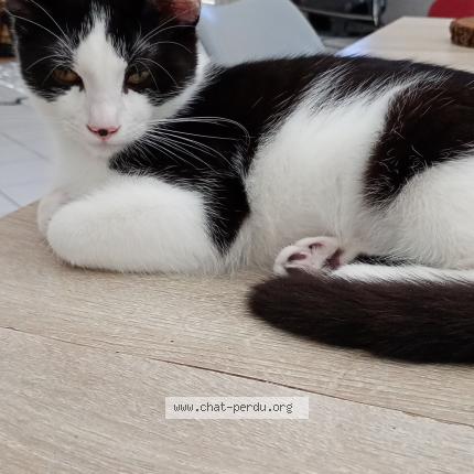 Photo 1/1 Shipper Chat perdu à Malissard