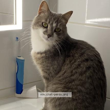 Photo 1/1 Chat retrouvé Perdu à Nancy