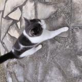 Photo de chat trouvé à Saint Pee Sur Nivelle