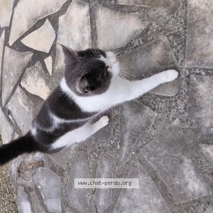 Photo 1/1 Chat trouvé Trouvé à Saint pee sur nivelle