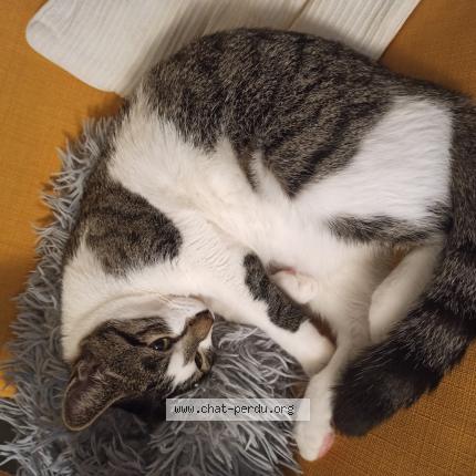 Photo 1/1 Chat retrouvé Perdu à Montbeliard