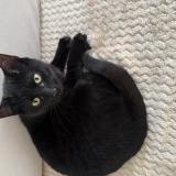 Photo de chat trouvé à Vitry Sur Seine