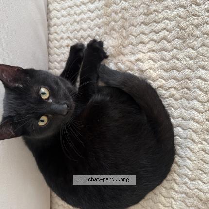 Photo 1/1 Chat trouvé Trouvé à Vitry sur seine