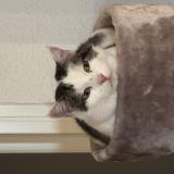 Photo de chat perdu à Praz De Lys