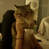 Photo de chat perdu à Vif