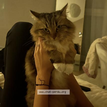 Photo 1/1 ruby Chat perdu à Vif