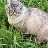 Photo de chat trouvé à Sartrouville