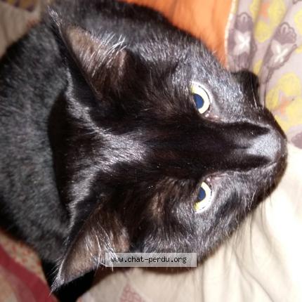 Photo 1/1 Chlo&eacute; Chat perdu à Marseille