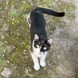 Photo de chat perdu à Nantes