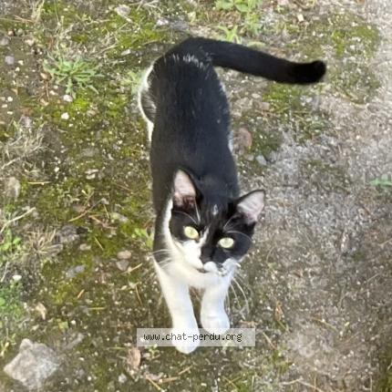 Photo 1/1 Swippy Chat perdu à Nantes