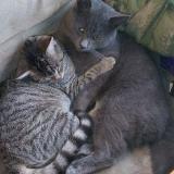 Photo de chat perdu à Saint Meloir Des Ondes