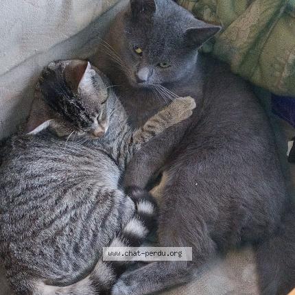 Photo 1/1 Petit gris Chat perdu à Saint meloir des ondes