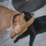 Photo de chat perdu à Saint Meloir Des Ondes