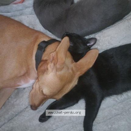 Photo 1/1 Petit noir Chat perdu à Saint meloir des ondes