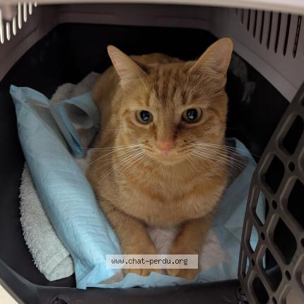 Photo 1/1 Garfield Chat perdu à Crozon