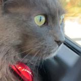 Photo de chat perdu à La Queue En Brie