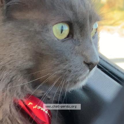 Photo 1/2 Chat retrouvé Perdu à La queue en brie