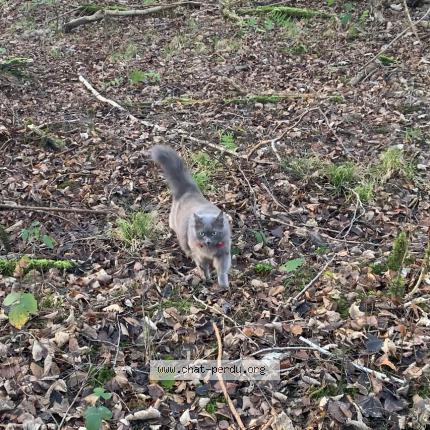 Photo 2/2 Chat retrouvé Perdu à La queue en brie