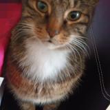 Photo de chat perdu à Melun