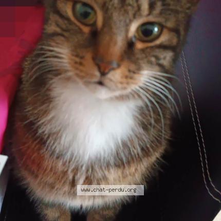 Photo 1/2 Biscotte Chat perdu à Melun