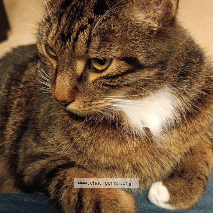 Photo 2/2 Biscotte Chat perdu à Melun