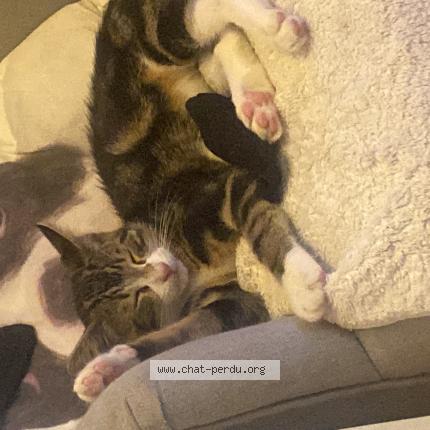 Photo 1/1 Chat retrouvé Perdu à La Ville Du Bois