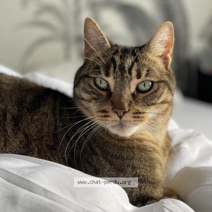 Photo 1/1 Inko Chat perdu à Merignac