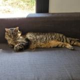 Photo de chat perdu à Roques