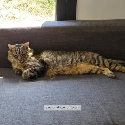 Photo 1/1 Toupie Chat perdu à Roques