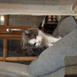 Photo de chat trouvé à Villereversure